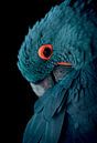 Blauwe ara vogel met vintage kleurstelling - Blauw - Papegaai - Ara - Kaketoe - Vogel - Vleugels - V van Designer thumbnail