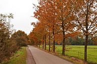 Straat in dorr de Nederlandse bossen met daarlangs bomen die blaadjes hebben die helemaal in de herf van Robin Verhoef thumbnail