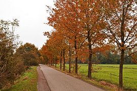 Straße im niederländischen Wald mit entlang es Bäume mit Blättern, die vollständig in den Herbstfarb von Robin Verhoef
