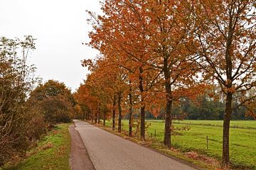Straat in dorr de Nederlandse bossen met daarlangs bomen die blaadjes hebben die helemaal in de herf van Robin Verhoef