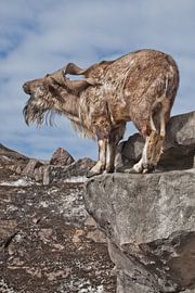 Een geit met grote hoorns staat alleen op een rots, berglandschap en hemel. Allegorie op de zondebok van Michael Semenov