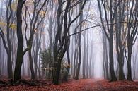 Longing for autumn by Tvurk Photography thumbnail