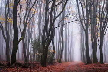 Verlangen naar de herfst van Tvurk Photography