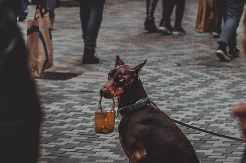 Chien mendiant