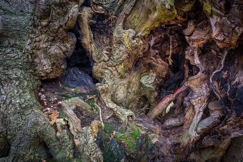 hollow tree by Eugene Winthagen