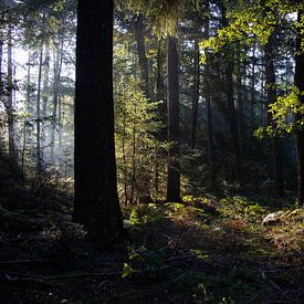 forêt enchantée sur Prints by Eef