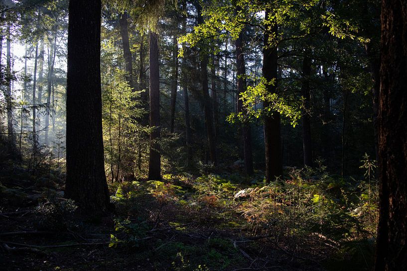 forêt enchantée par Prints by Eef