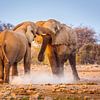 Afrikaanse Olifant; twee vechtende stieren van Chris Stenger