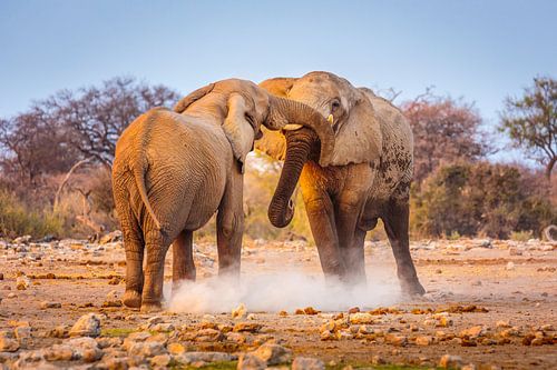 African Elephant; two fighting bulls