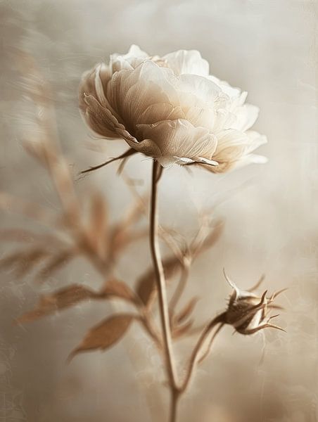 Poetic still life of a flower in neutral tones by Japandi Art Studio