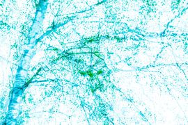 Bouleau | Photographie artistique de la nature sur Nanda Bussers