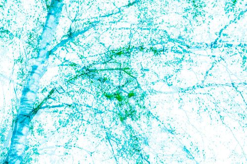 Berkenboom | Artistieke Natuurfotografie