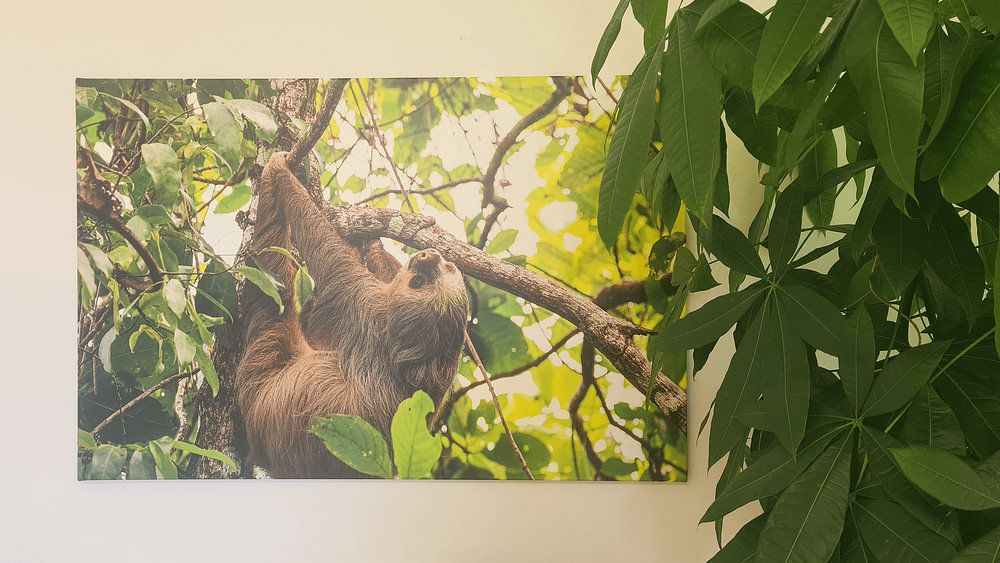 Sloth, by Sanne Marcellis