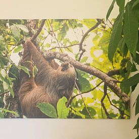 Photo de nos clients: Paresseux par Sanne Marcellis, sur toile