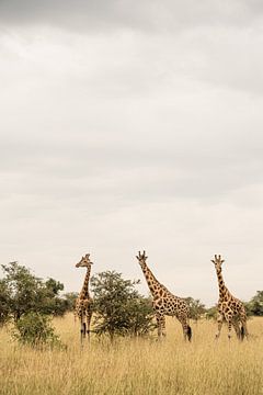 Giraffen in Afrika van Photolovers reisfotografie