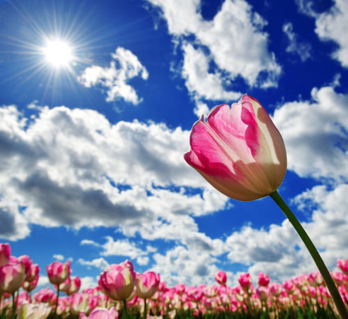roze witte tulp in tegenlicht