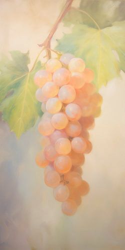 Mediterraanse Druiven