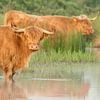 Highland cows in the morning by Karla Leeftink