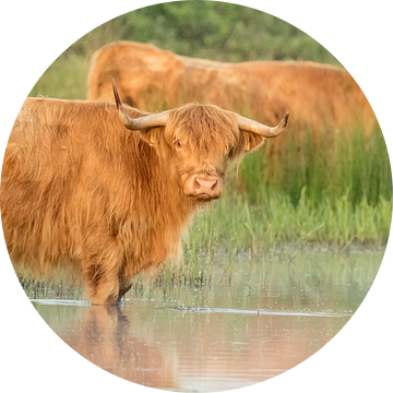 Schotse hooglanders in de ochtend