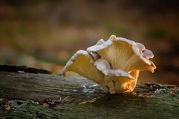 oyster mushrooms by Petra Vastenburg
