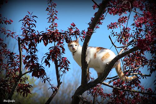Katze auf Ast