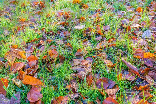 Frisgroen jong gras en afgevallen boombladeren van dichtbij