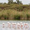 Roze flamingo's (Phoenicopterus roseus) van Dirk Rüter