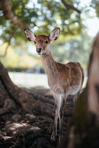 Cerfs dans le parc de Nara