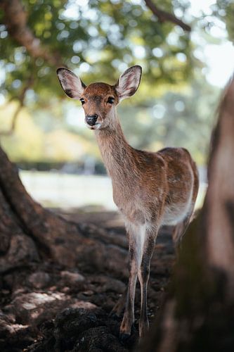 Hirsche im Nara-Park von Joris Machholz