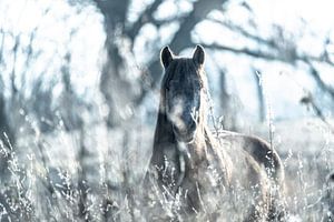 Gefrorenes mystisches Pferd im Winterlicht