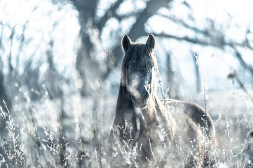 Paard Bevroren Mystiek in Winterlicht