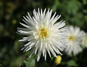 Dahlia Tu-Tu