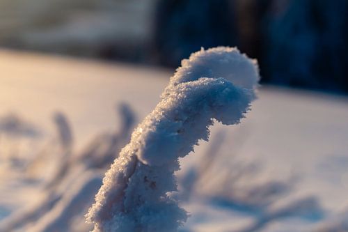 Standhaft von Tom Voelz