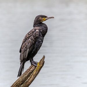 Cormoran sur une souche d'arbre dans l'eau