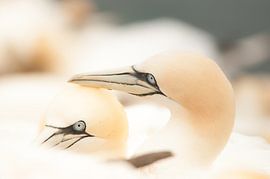 Jan-van-genten romantiek von Tom Zeegers