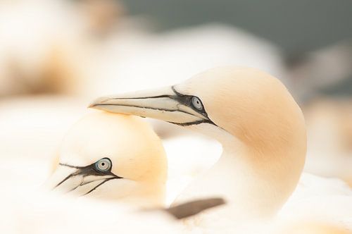 Jan-van-genten romantiek