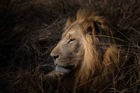 Le Roi