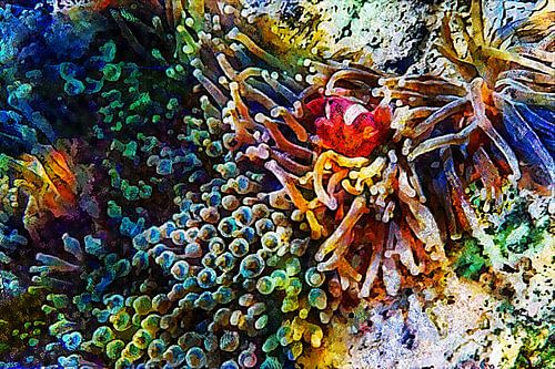 Impressions de poissons clowns