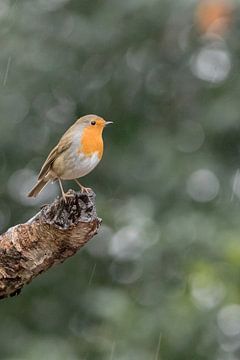 Roodborstje van Karin van Rooijen Fotografie