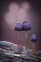 Een familie van drie (paddestoelen)