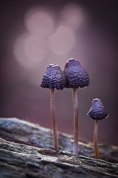 Une famille de trois personnes (champignons) sur Nienke Bot