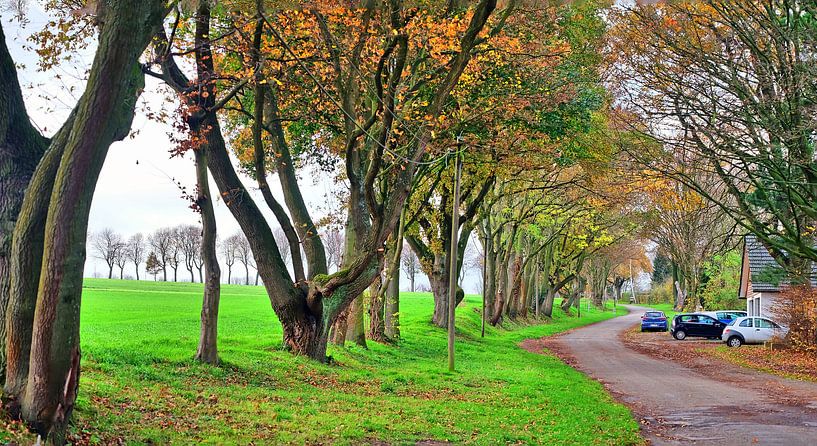 Pad van de bomen van Edgar Schermaul