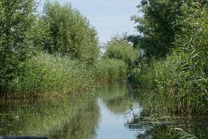 Biesbosch, wässrig mit grünen Nieten