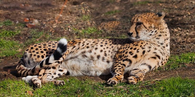 Een luie cheetah met oranje huid verlicht door de zon ligt in het groene lentegras, een grote gevlek van Michael Semenov