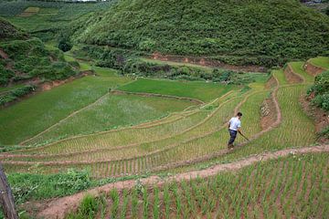 man at work in the rice fields by Jordy Blokland