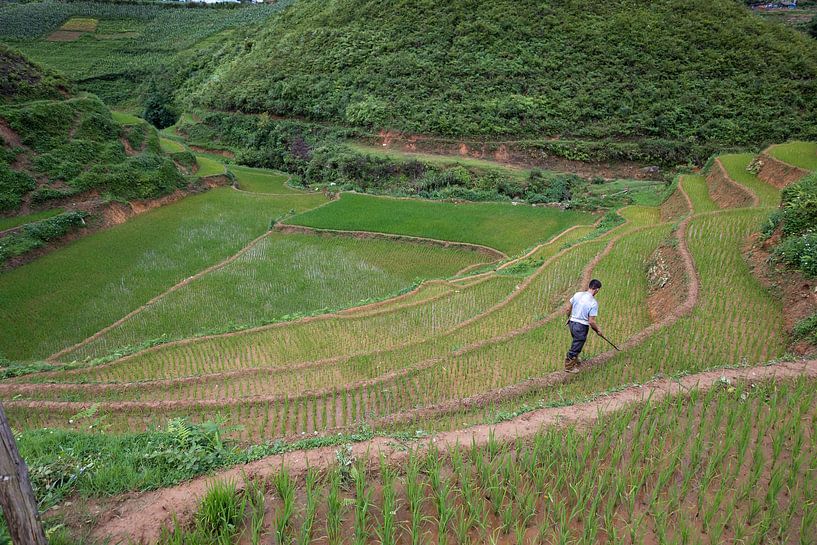 man at work in the rice fields by Jordy Blokland