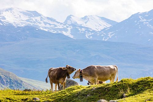 Koeien op de alpenweide in Zwitserland