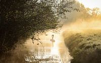Chant du cygne