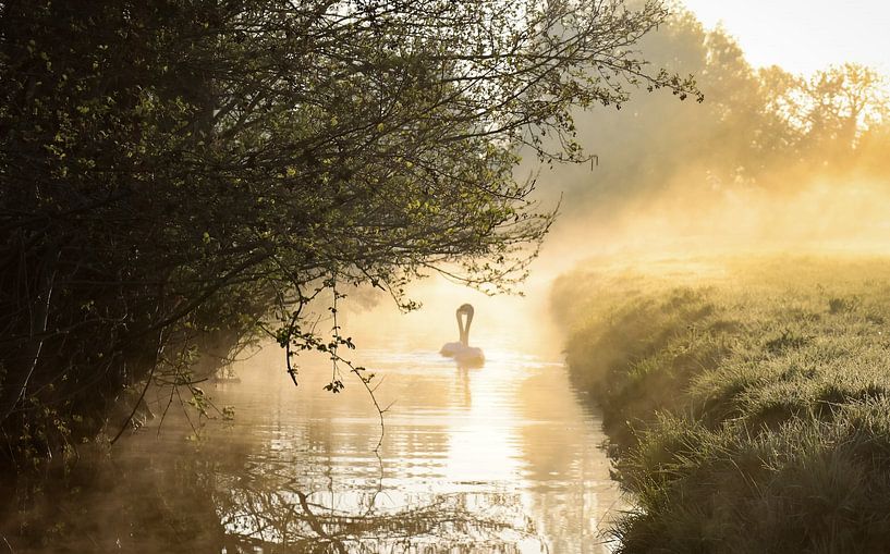 Chant du cygne par Marco van de Pol