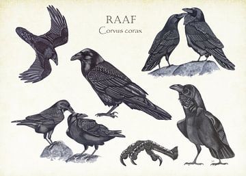 Raven by Jasper de Ruiter